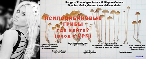 PSILOCYBIN Заволжье